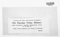 Puccinia violae image